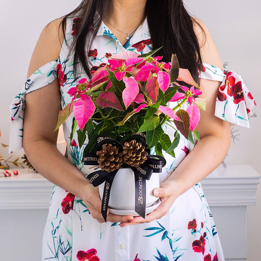 Pink Christmas Poinsettia - Image 3