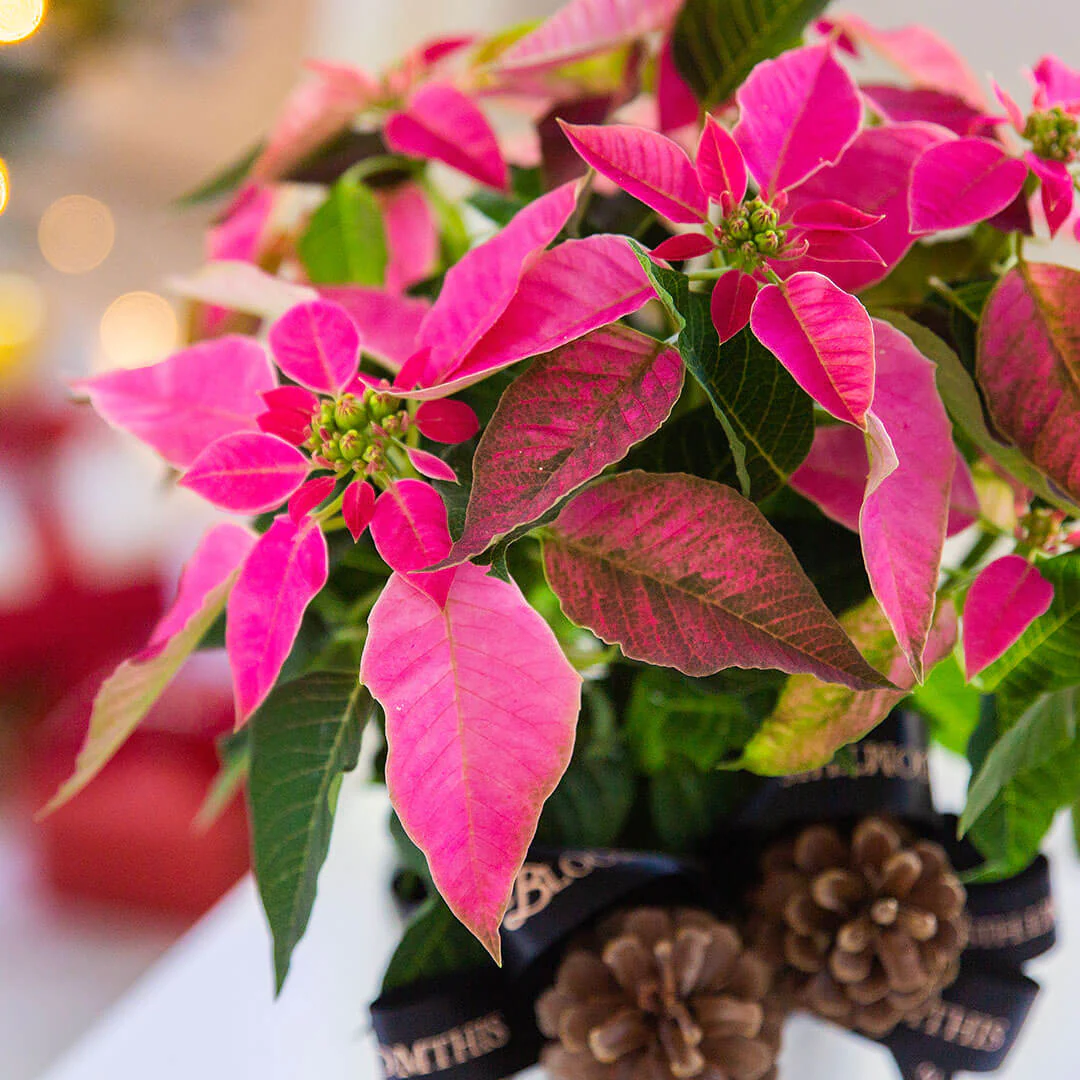 Pink Christmas Poinsettia - Image 4