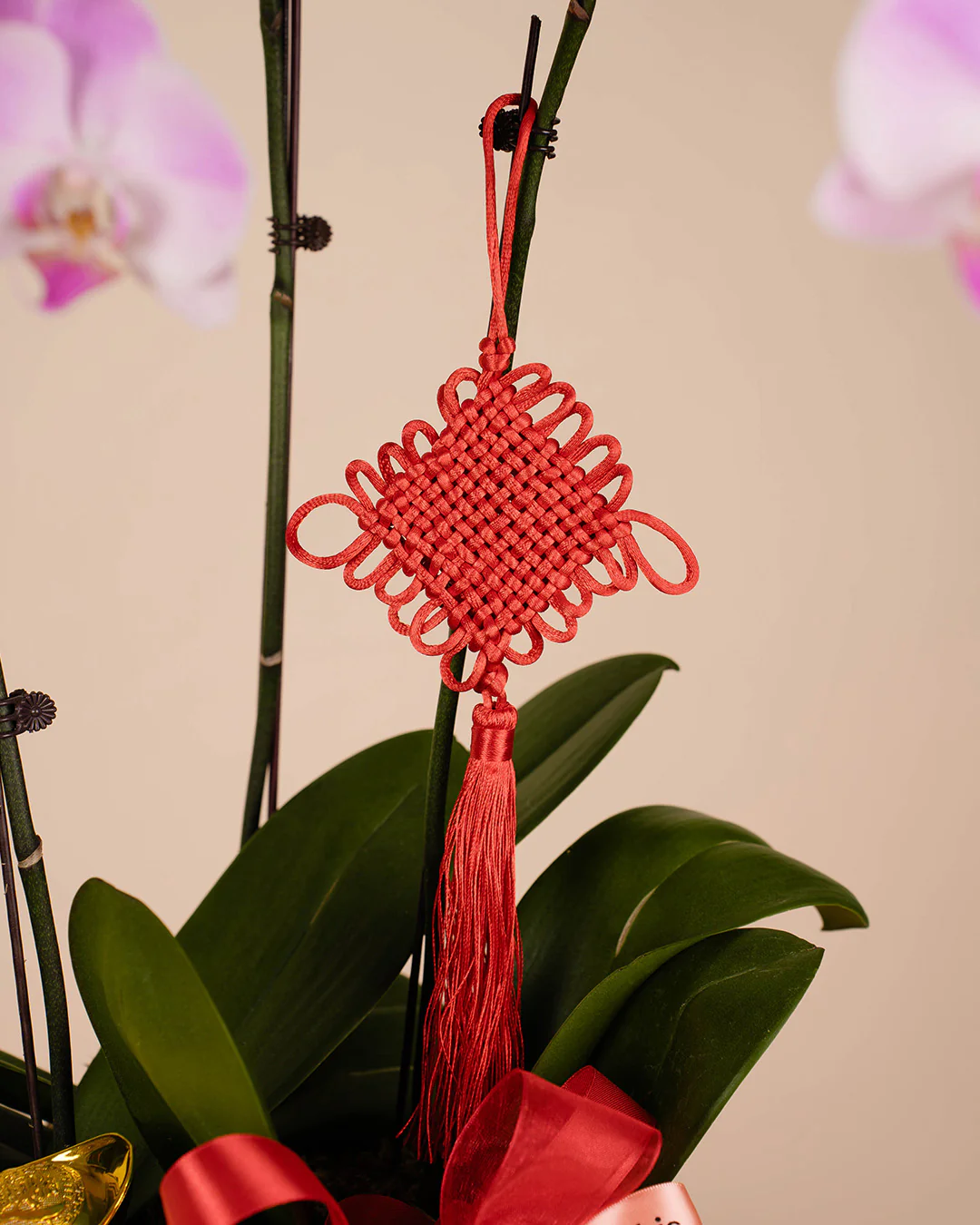 Pink CNY Phalaenopsis Orchid (3 stalks) - Image 4