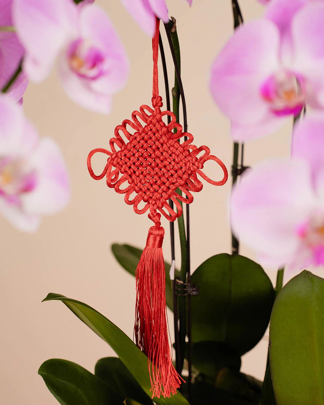 Pink CNY Phalaenopsis Orchid (5 stalks) - Image 4