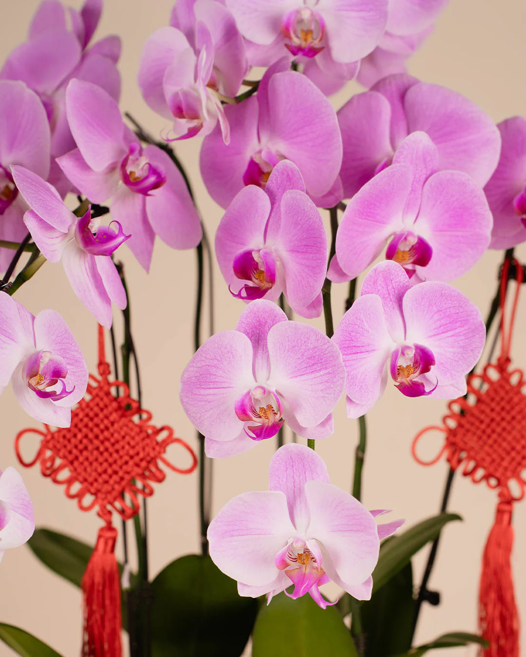 Pink CNY Phalaenopsis Orchid (5 stalks) - Image 5