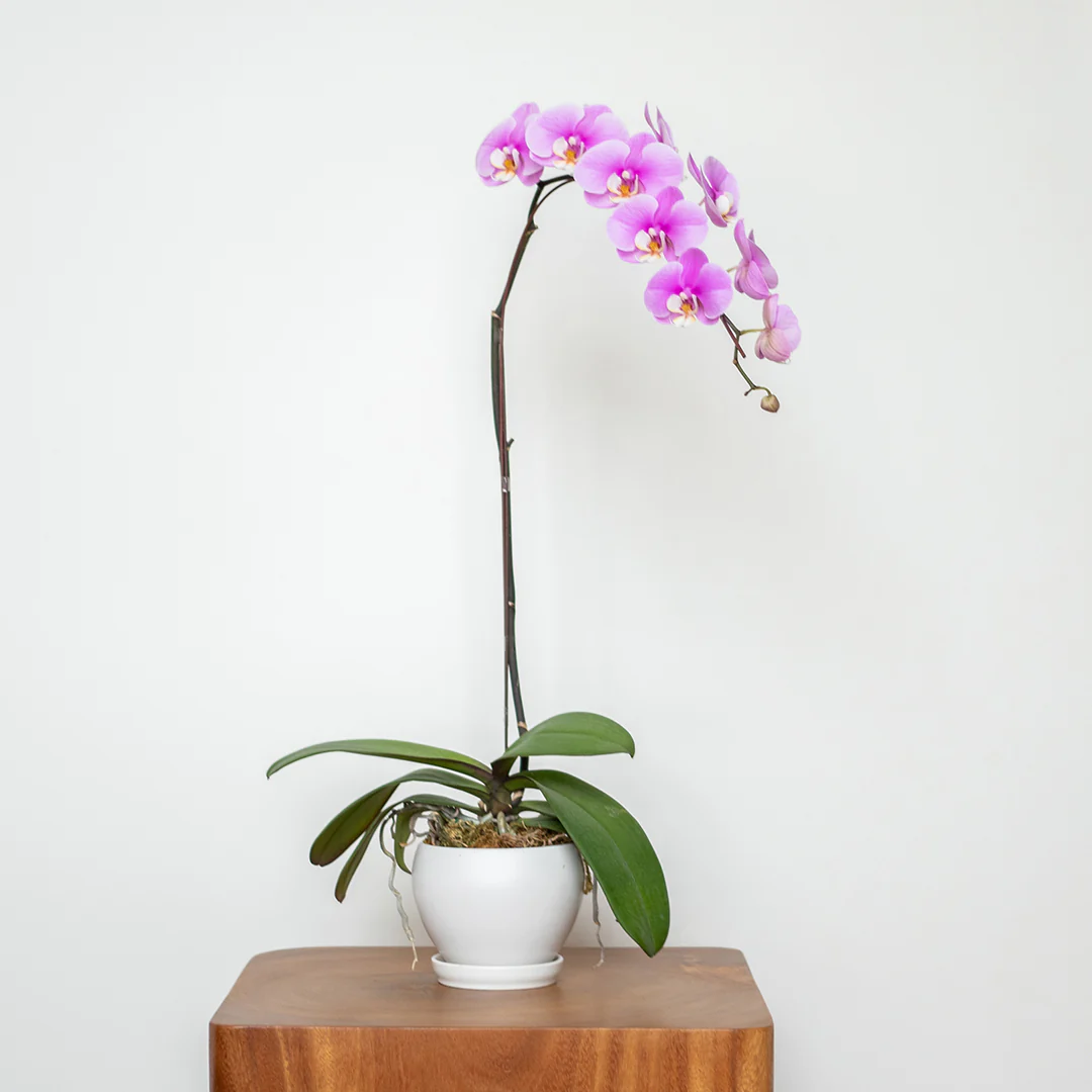 Pink Phalaenopsis Orchid (1 Stalk)