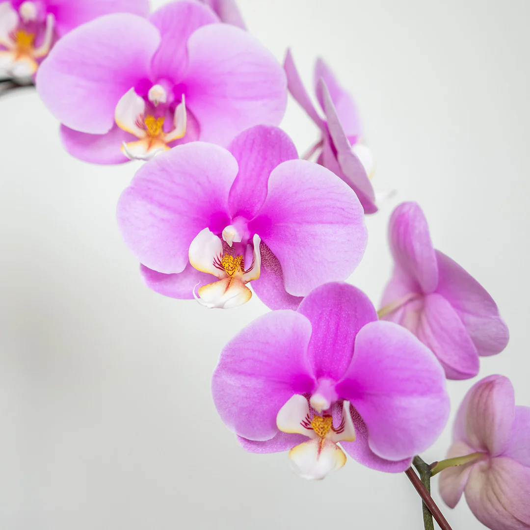 Pink Phalaenopsis Orchid (1 Stalk) - Image 2