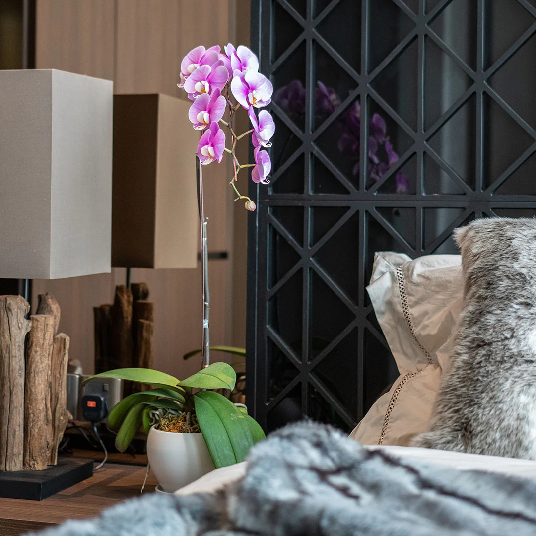 Pink Phalaenopsis Orchid (1 Stalk) - Image 3