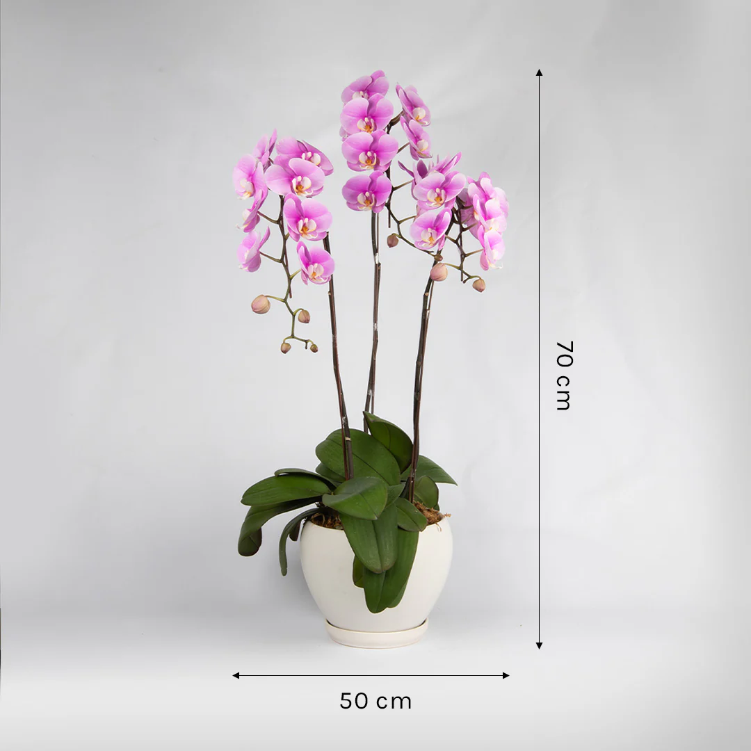 Pink Phalaenopsis Orchid (3 Stalks) - Image 3
