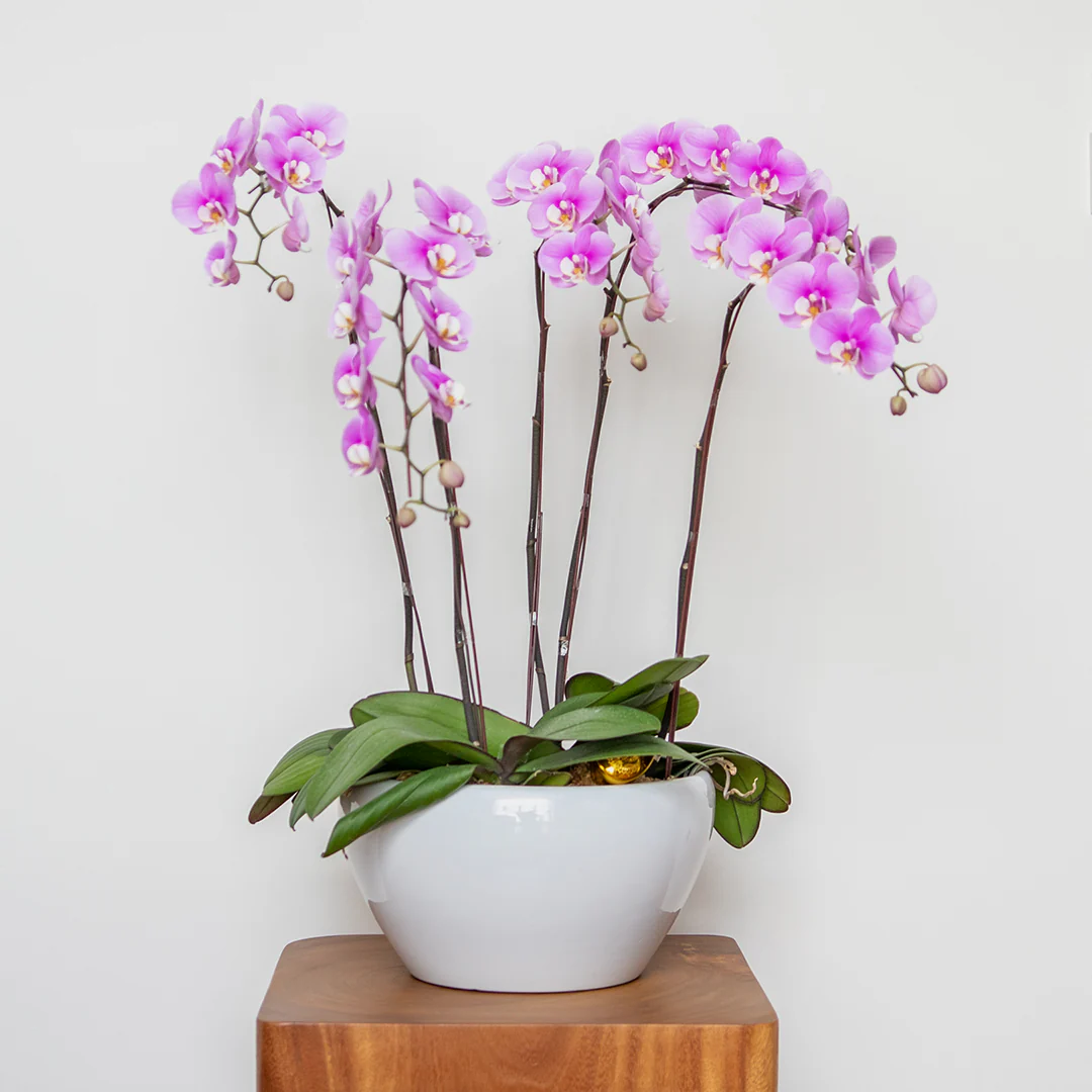 Pink Phalaenopsis Orchid (5 Stalks)