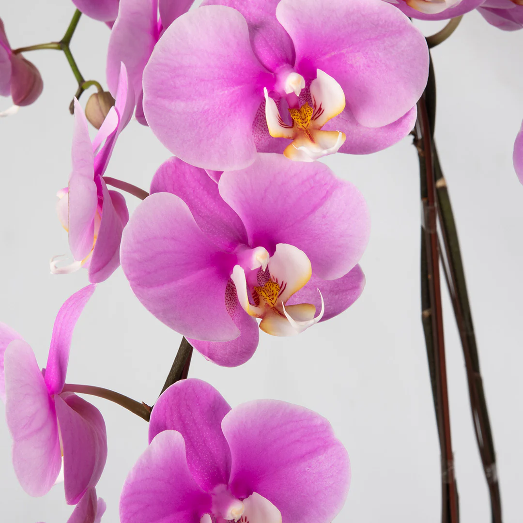 Pink Phalaenopsis Orchid (5 Stalks) - Image 2