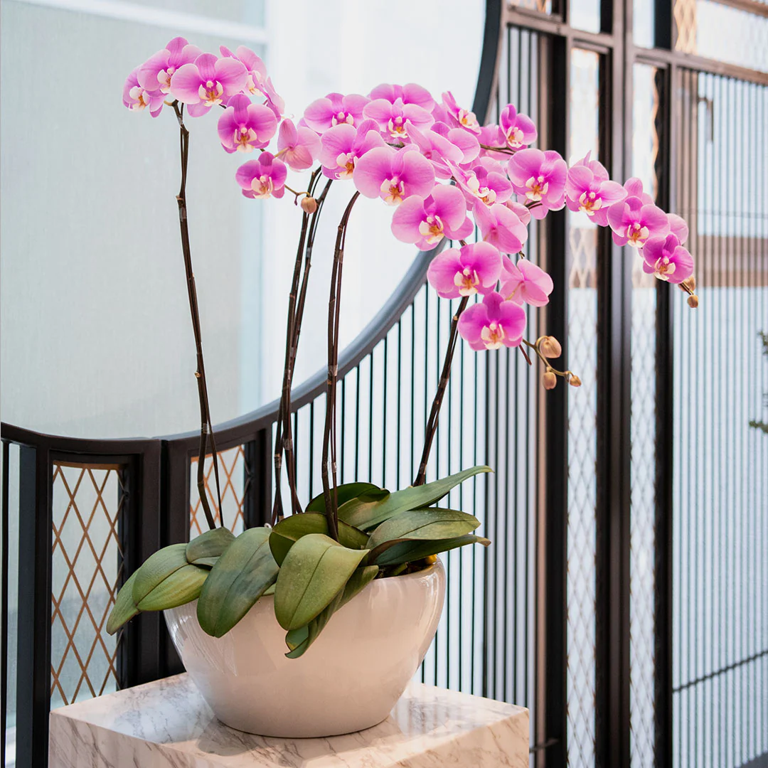 Pink Phalaenopsis Orchid (5 Stalks) - Image 3