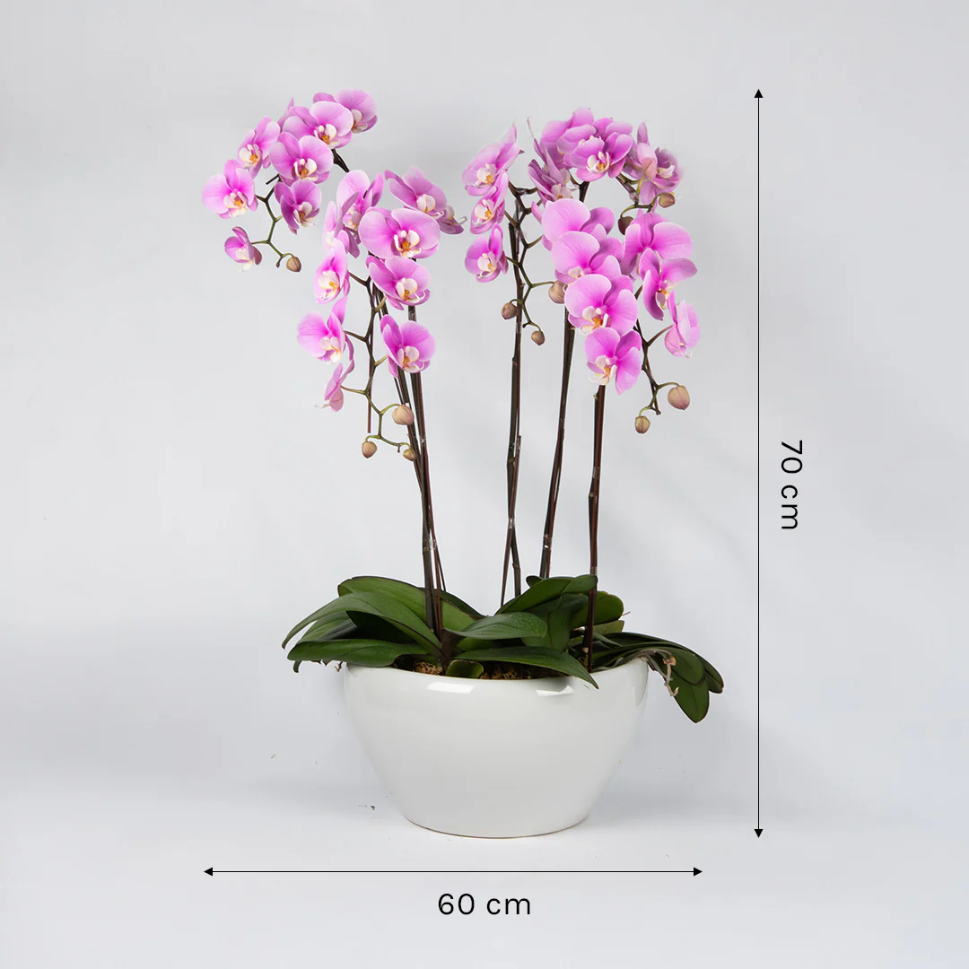 Pink Phalaenopsis Orchid (5 Stalks) - Image 4