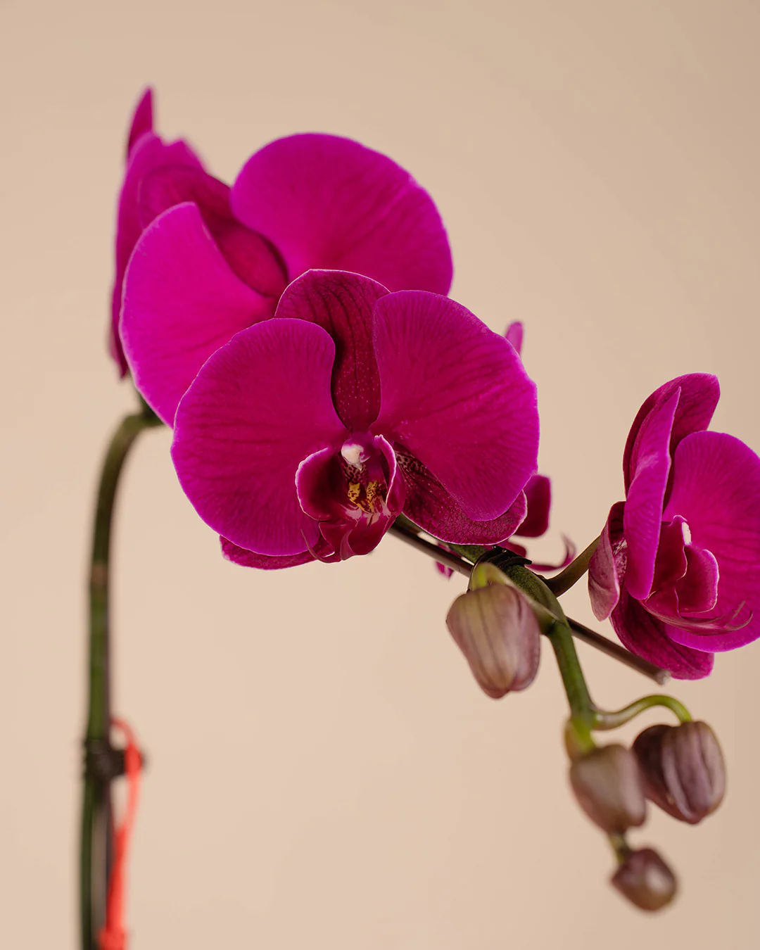 Purple CNY Phalaenopsis Orchid (1 stalk) - Image 3