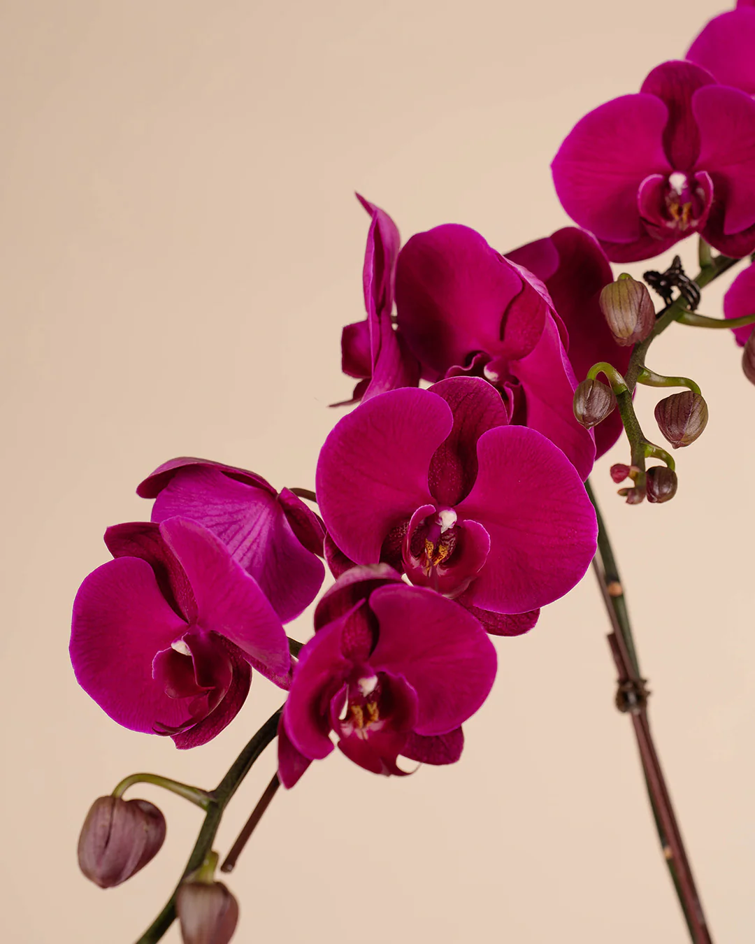 Purple CNY Phalaenopsis Orchid (3 stalks) - Image 3