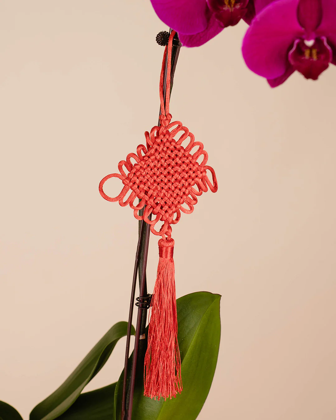 Purple CNY Phalaenopsis Orchid (3 stalks) - Image 4