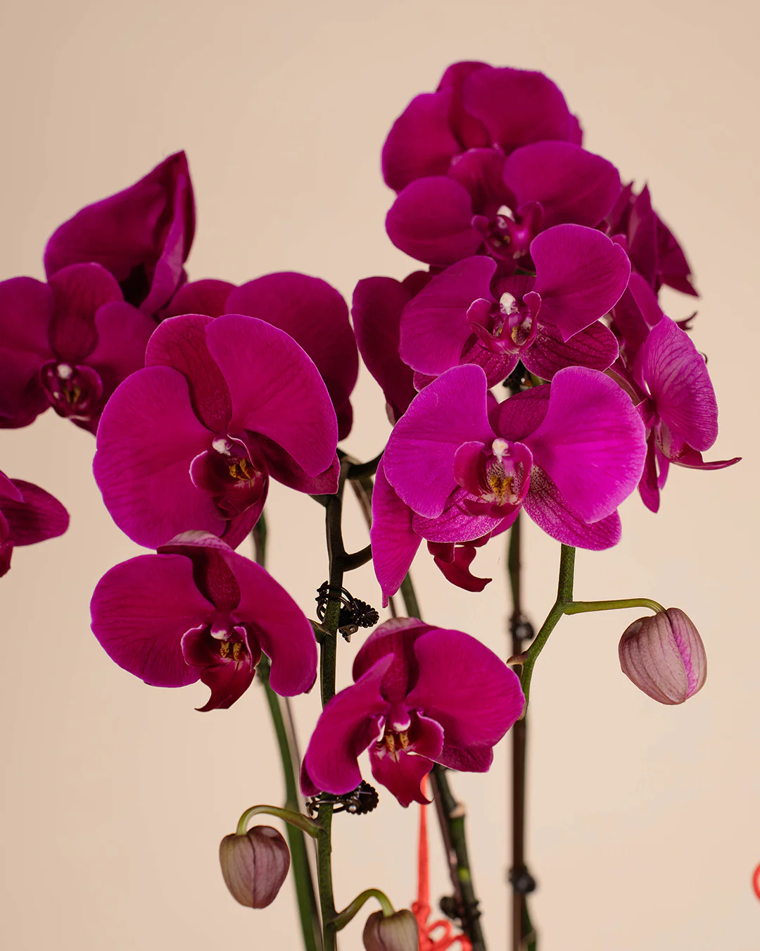 Purple CNY Phalaenopsis Orchid (5 stalks) - Image 3
