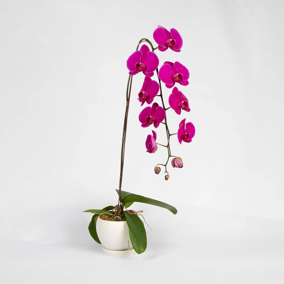 Purple Phalaenopsis Orchid (1 Stalk)