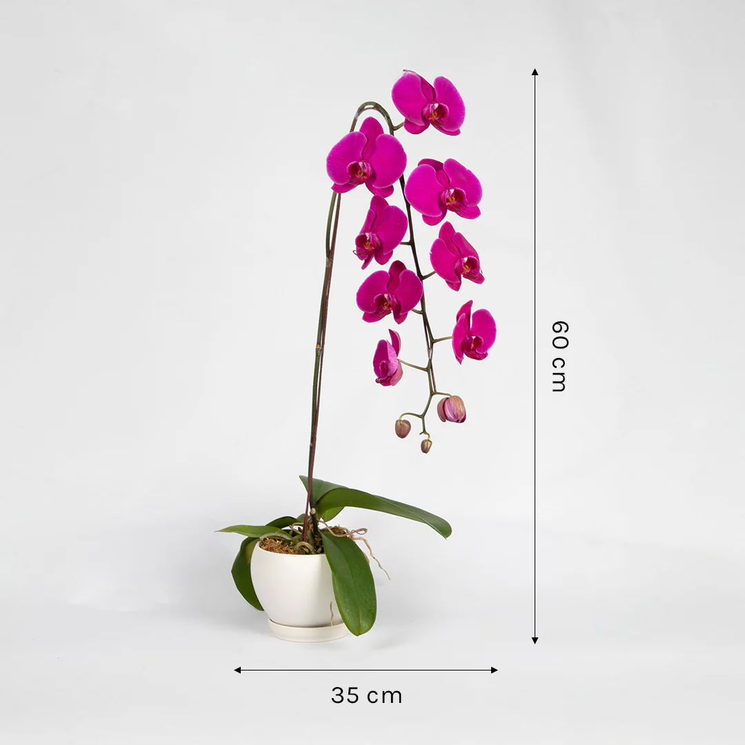 Purple Phalaenopsis Orchid (1 Stalk) - Image 3