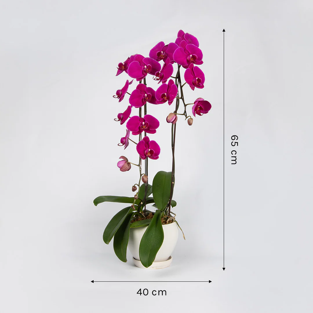 Purple Phalaenopsis Orchid (2 Stalks) - Image 3