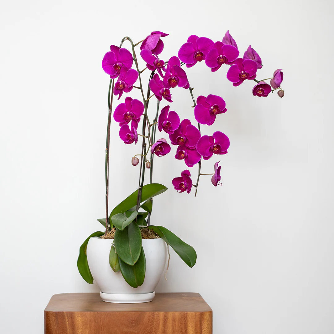 Purple Phalaenopsis Orchid (3 Stalks)