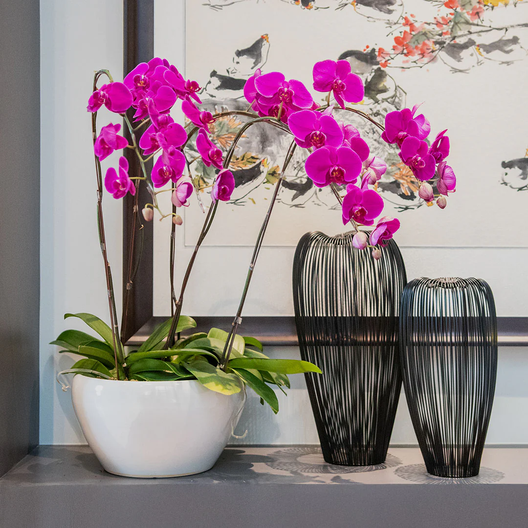 Purple Phalaenopsis Orchid (5 Stalks) - Image 3