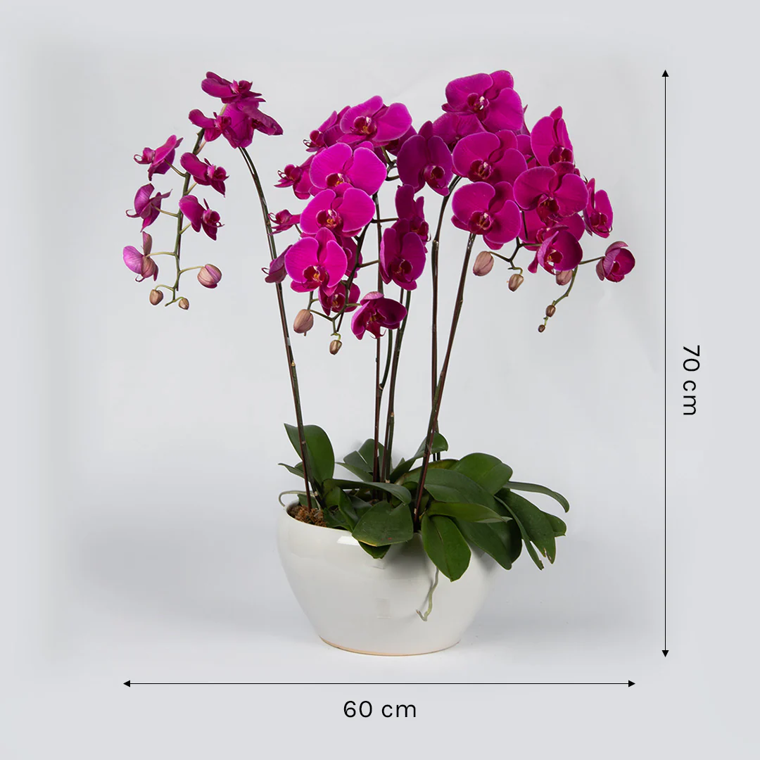 Purple Phalaenopsis Orchid (5 Stalks) - Image 4