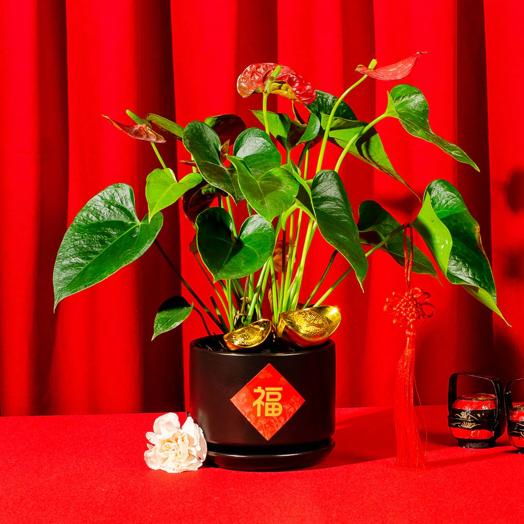 Red Anthurium Chinese New Year Plant - Image 2