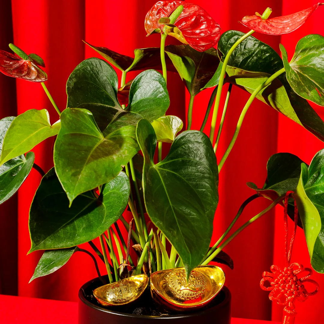 Red Anthurium Chinese New Year Plant - Image 4