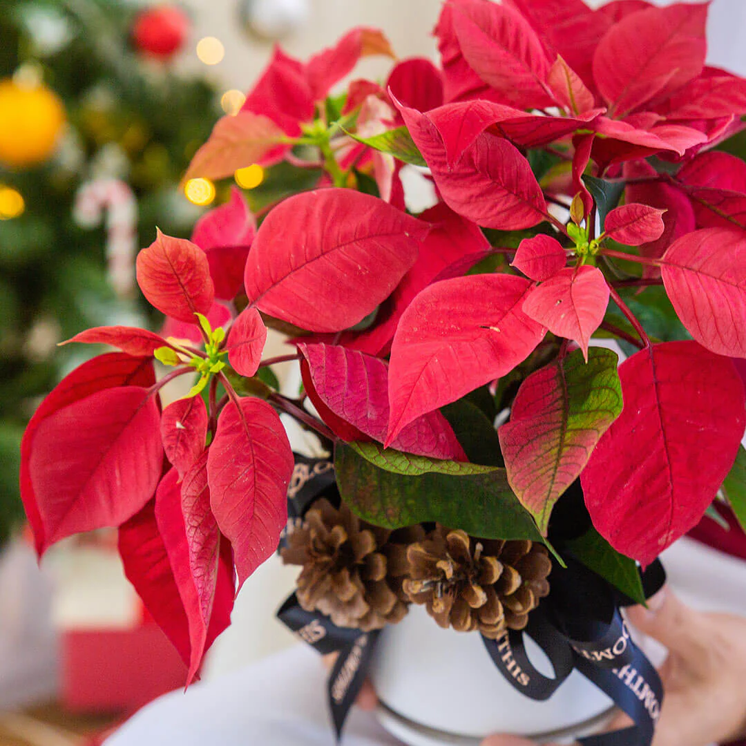 Red Poinsettia Christmas Plant - Image 3