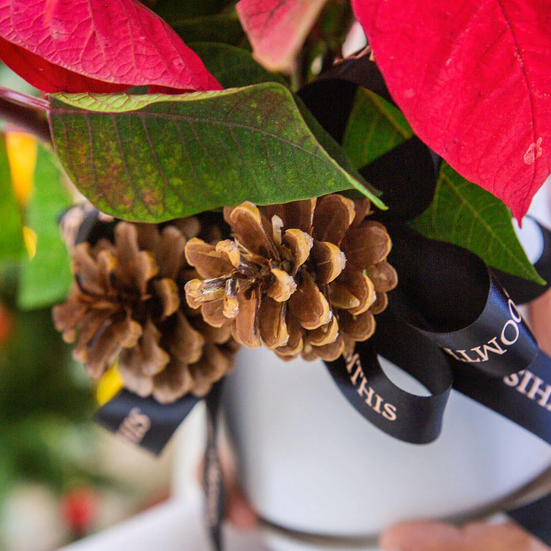 Red Poinsettia Christmas Plant - Image 4