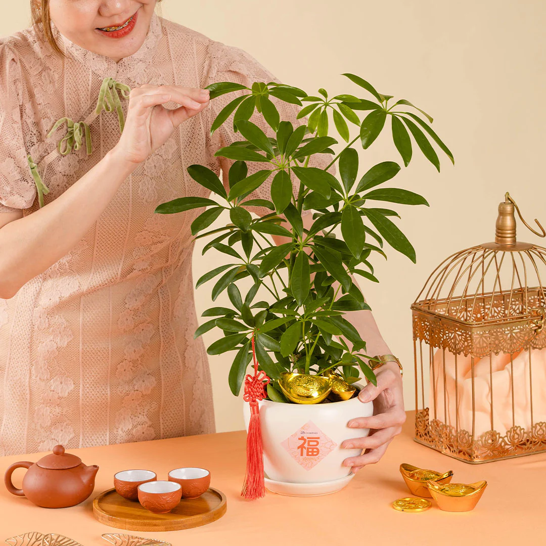 Umbrella Plant Chinese New Year Plant 2025 - Image 2