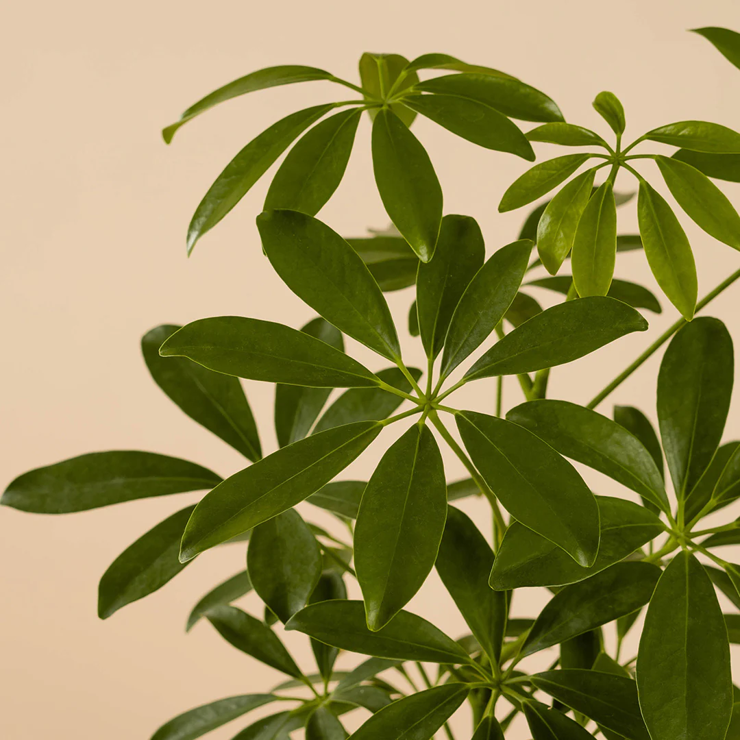 Umbrella Plant Chinese New Year Plant 2025 - Image 3