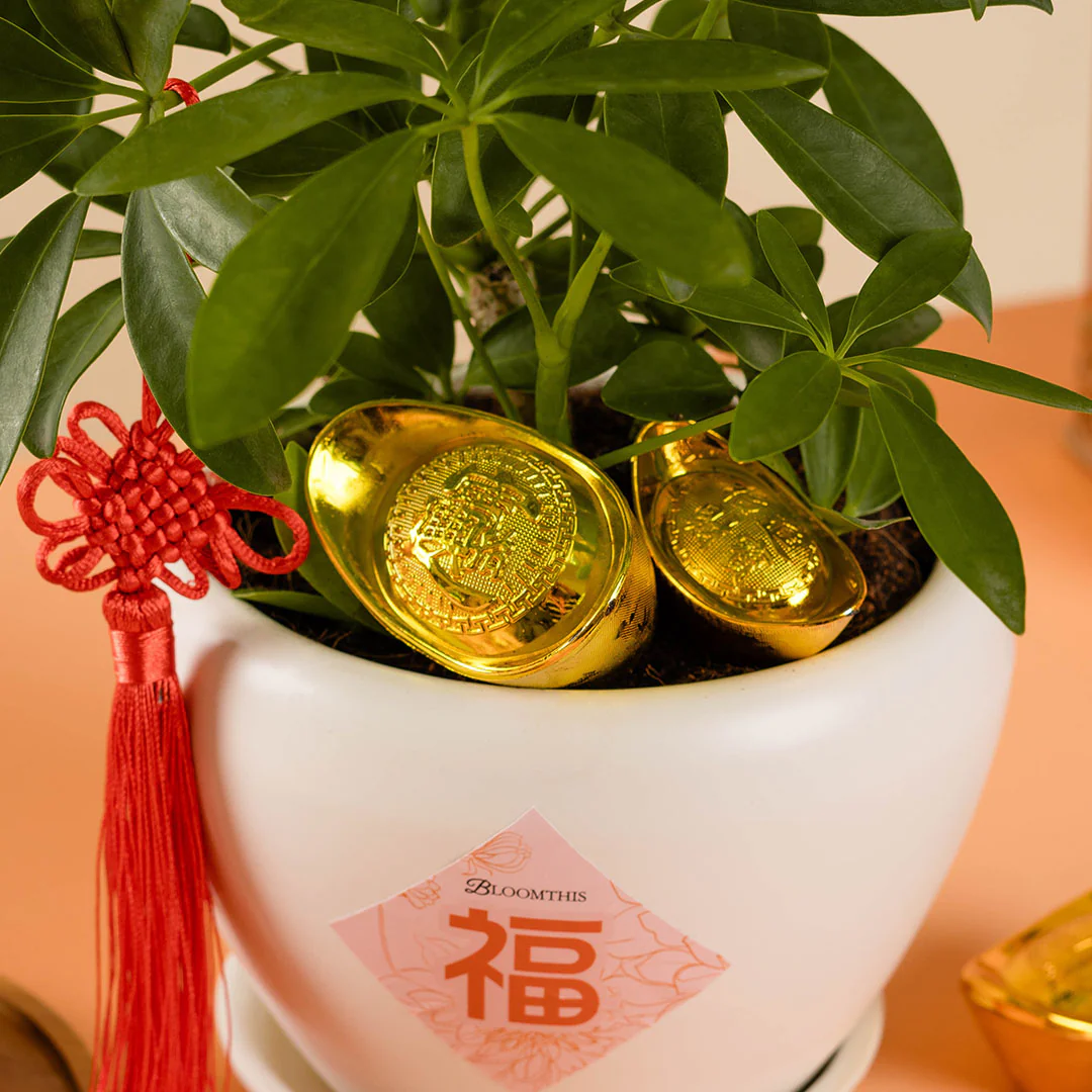 Umbrella Plant Chinese New Year Plant 2025 - Image 4