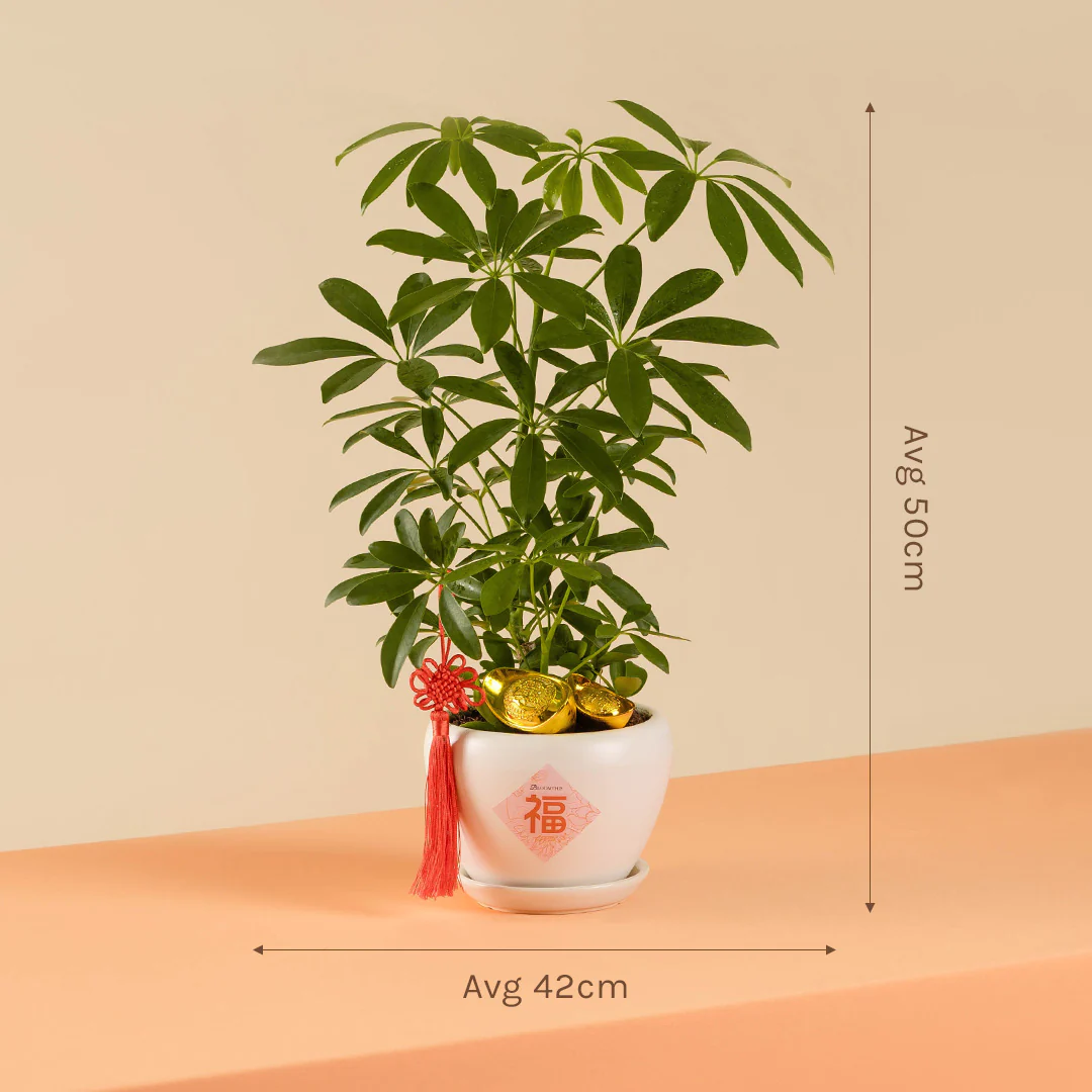 Umbrella Plant Chinese New Year Plant 2025 - Image 6