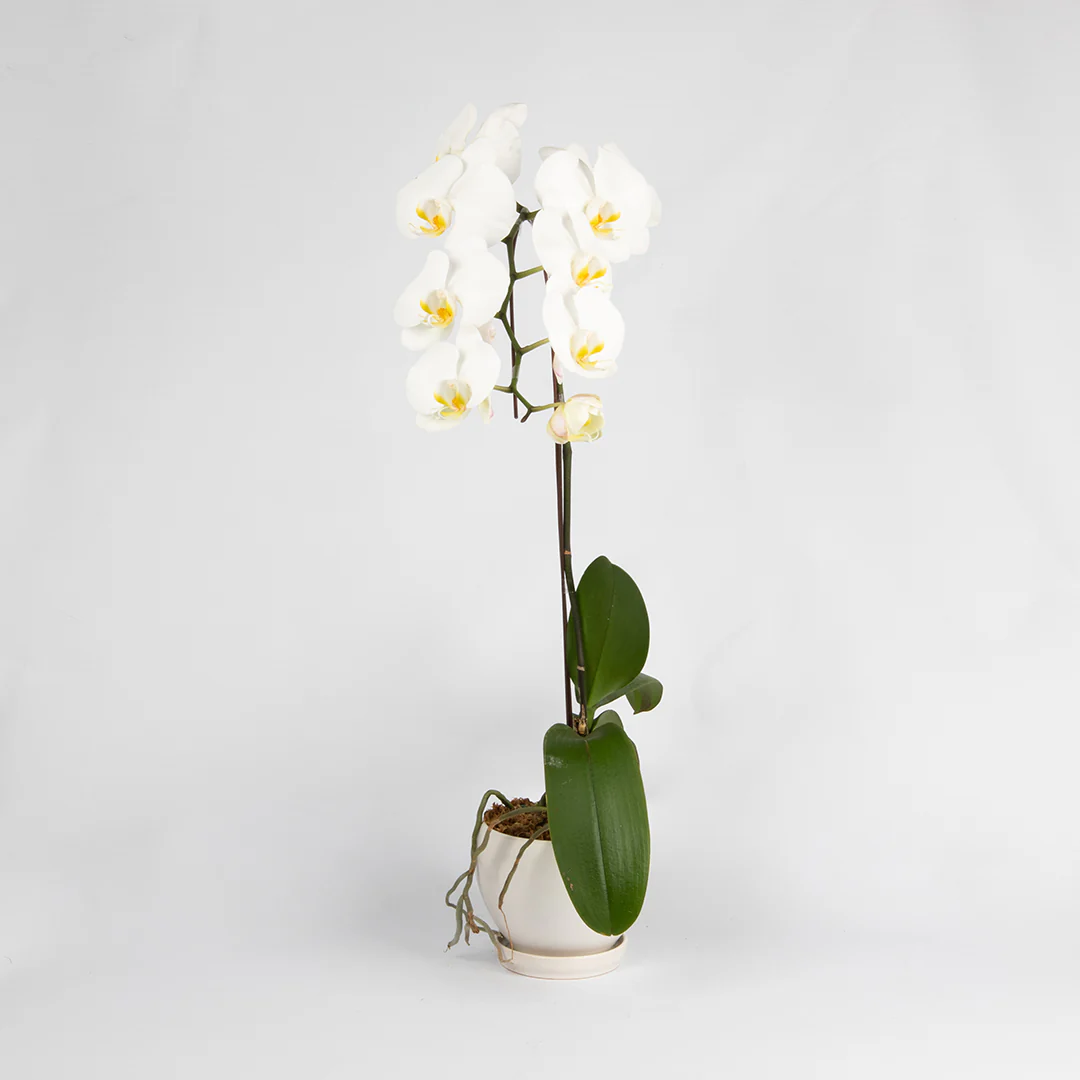 White Phalaenopsis Orchid (1 Stalk)
