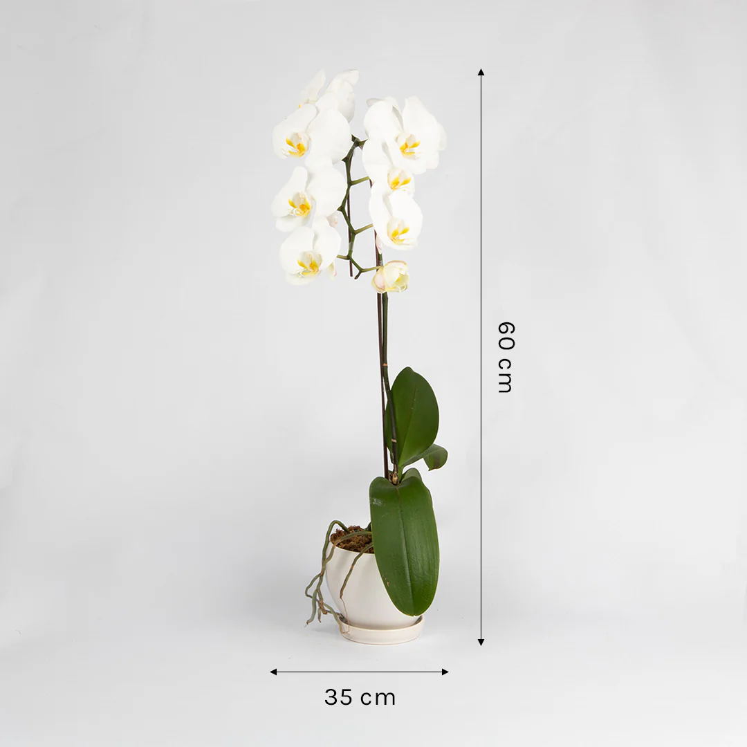 White Phalaenopsis Orchid (1 Stalk) - Image 3