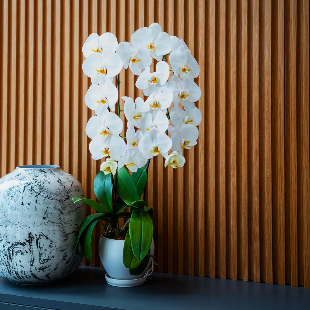 White Phalaenopsis Orchid (2 Stalks) - Image 3