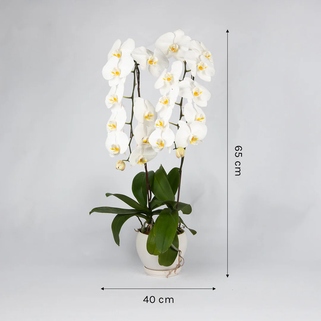 White Phalaenopsis Orchid (2 Stalks) - Image 4