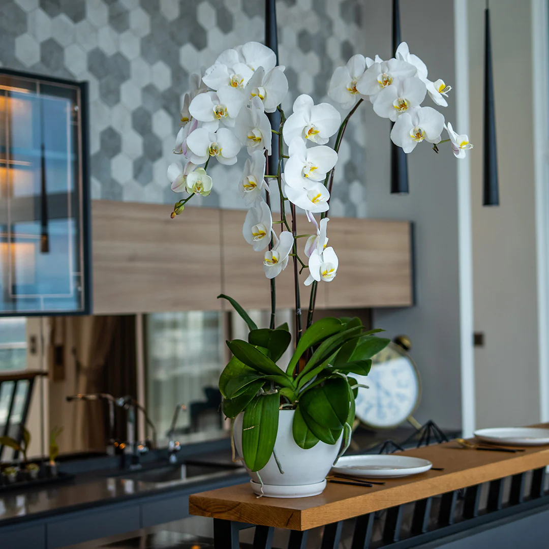 White Phalaenopsis Orchid (3 Stalks) - Image 3