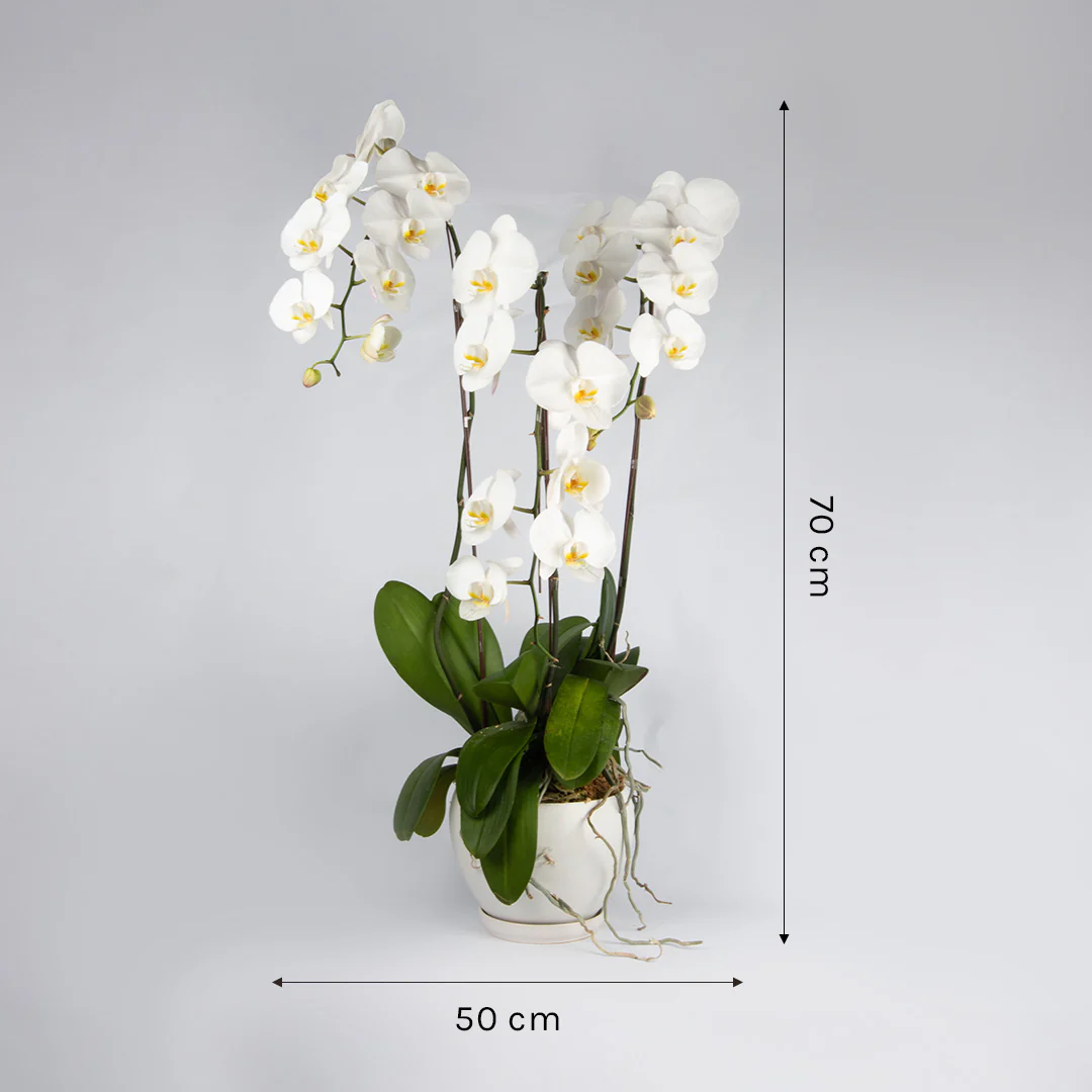 White Phalaenopsis Orchid (3 Stalks) - Image 4