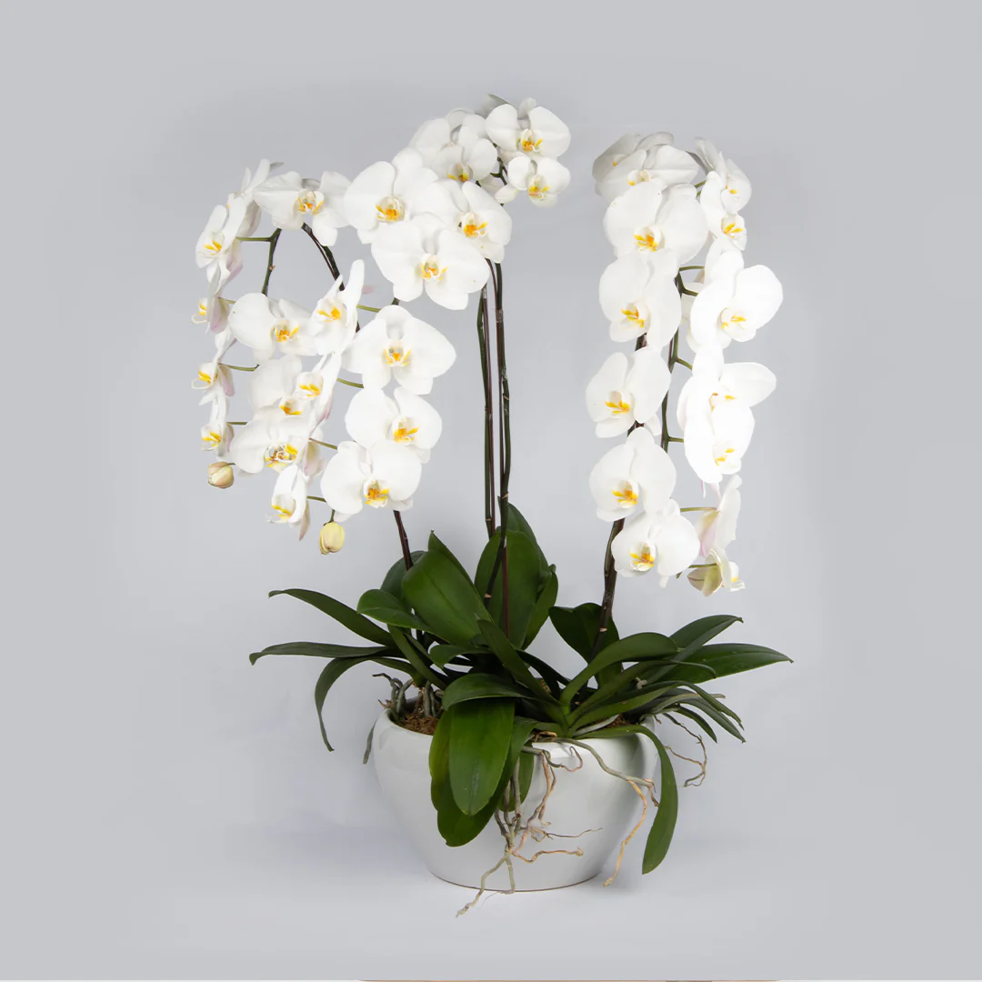 White Phalaenopsis Orchid (5 Stalks)