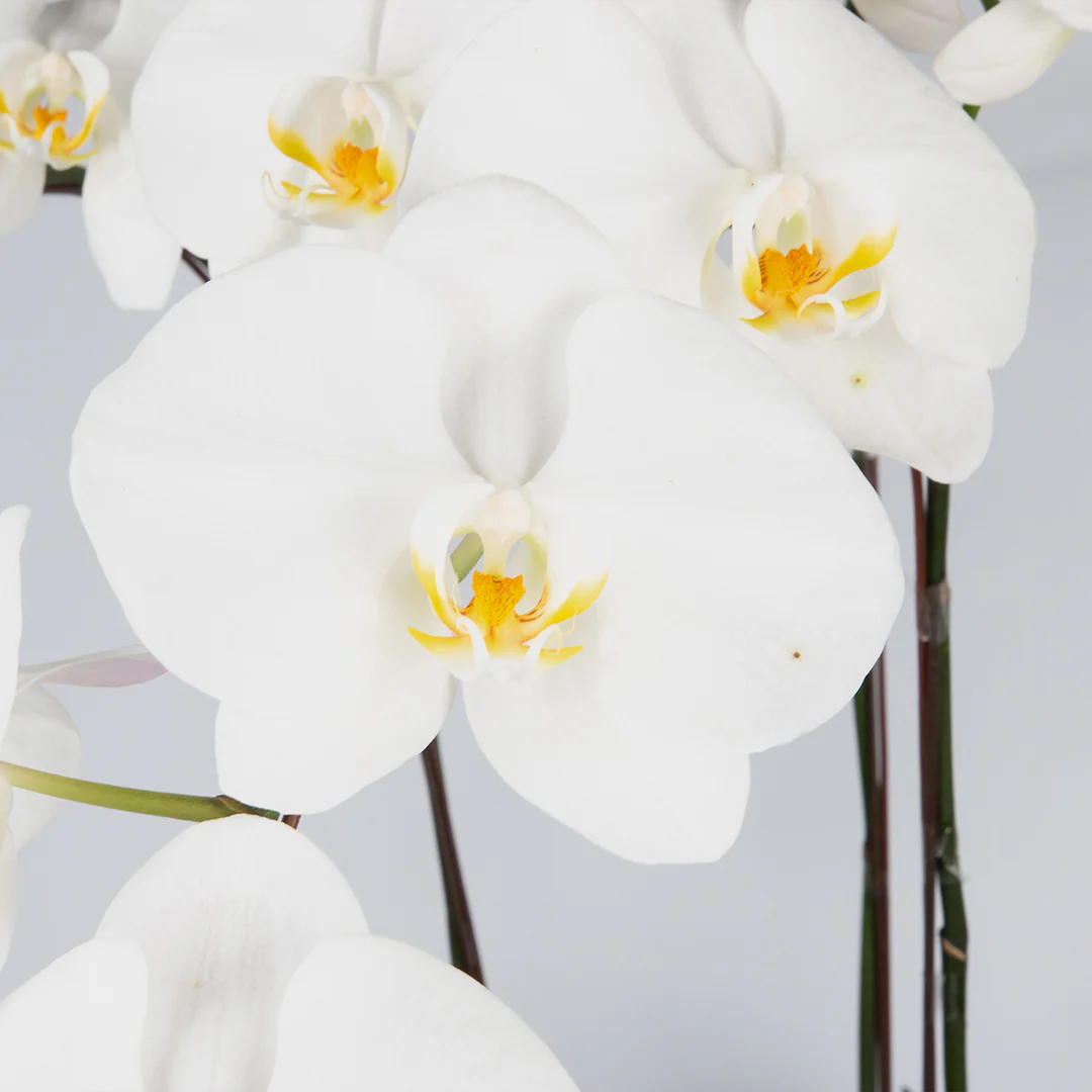 White Phalaenopsis Orchid (5 Stalks) - Image 2