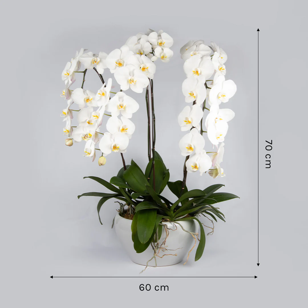 White Phalaenopsis Orchid (5 Stalks) - Image 3