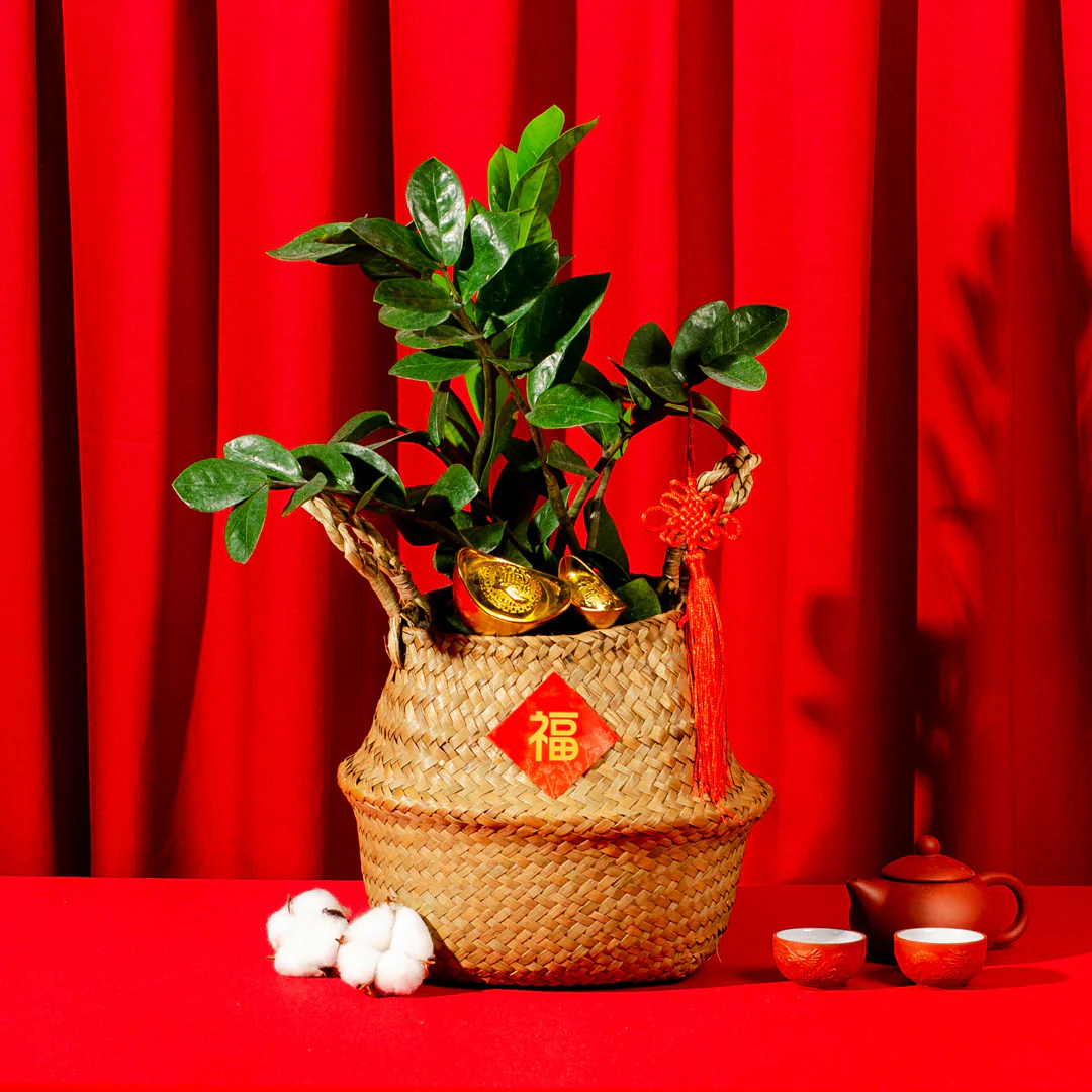 ZZ Plant Chinese New Year Plant - Image 2