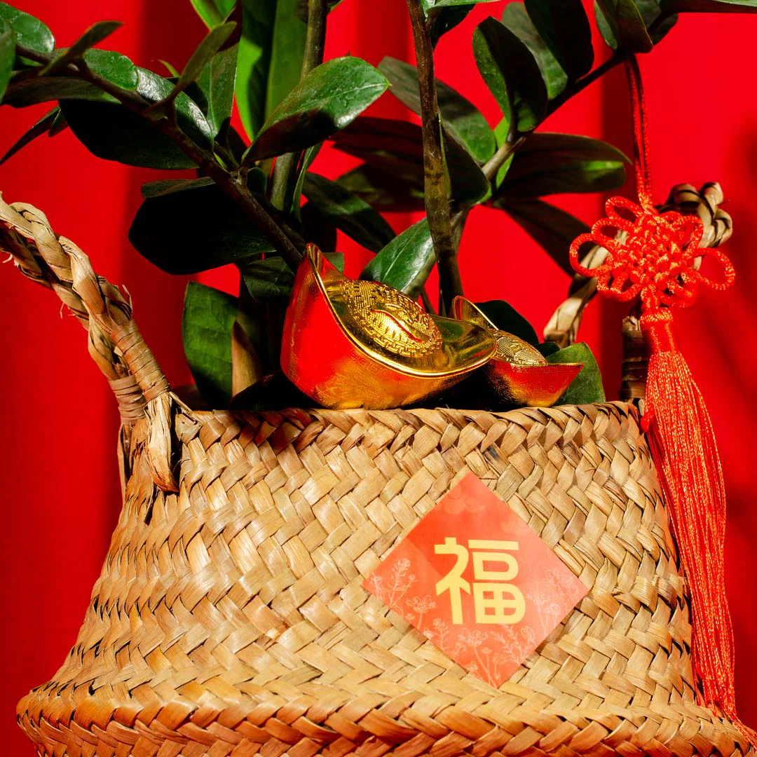 ZZ Plant Chinese New Year Plant - Image 4
